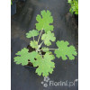 Makleja (Bokkonia sercowata) Macleaya cordata