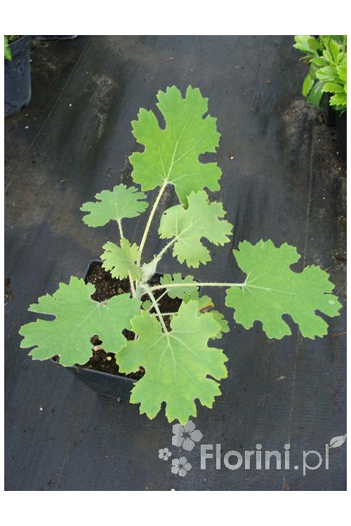 Makleja (Bokkonia sercowata) Macleaya cordata