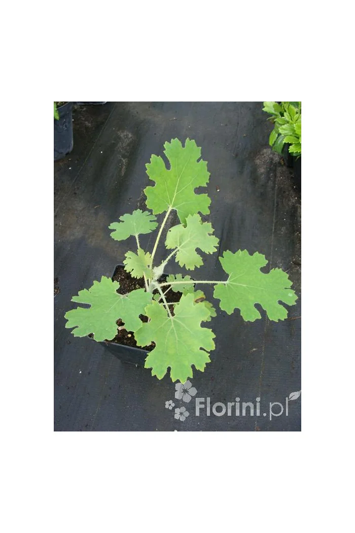 Makleja (Bokkonia sercowata) Macleaya cordata