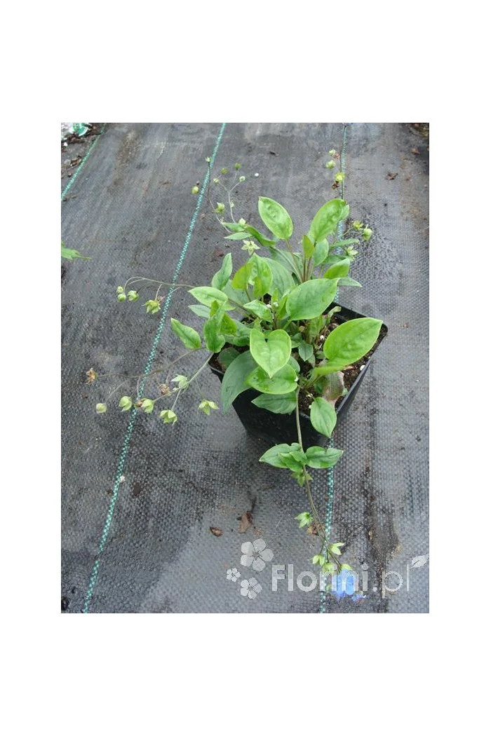 Ułudka wiosenna 'Alba' | Omphalodes verna