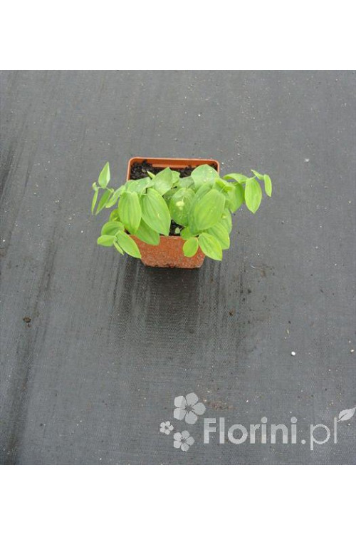 Jagodowiec wielkokwiatowy 'Pallida' Uvularia grandiflora