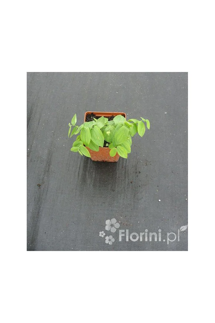 Jagodowiec wielkokwiatowy 'Pallida' Uvularia grandiflora