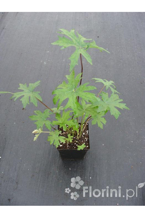 Języczka przewalskiego | Ligularia przewalskii