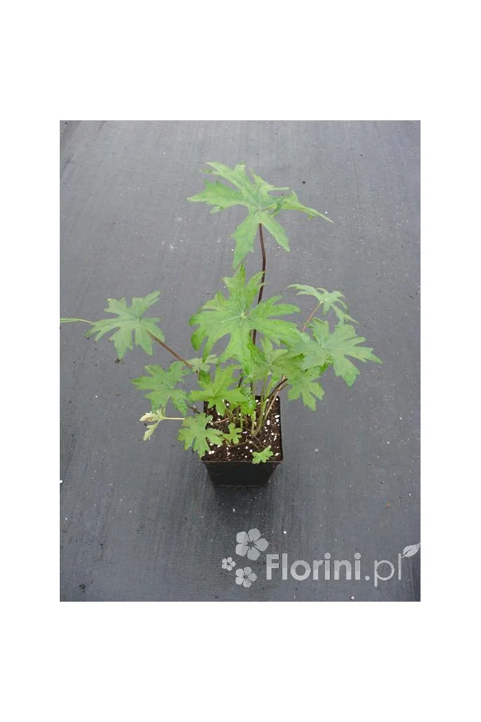 Języczka przewalskiego | Ligularia przewalskii