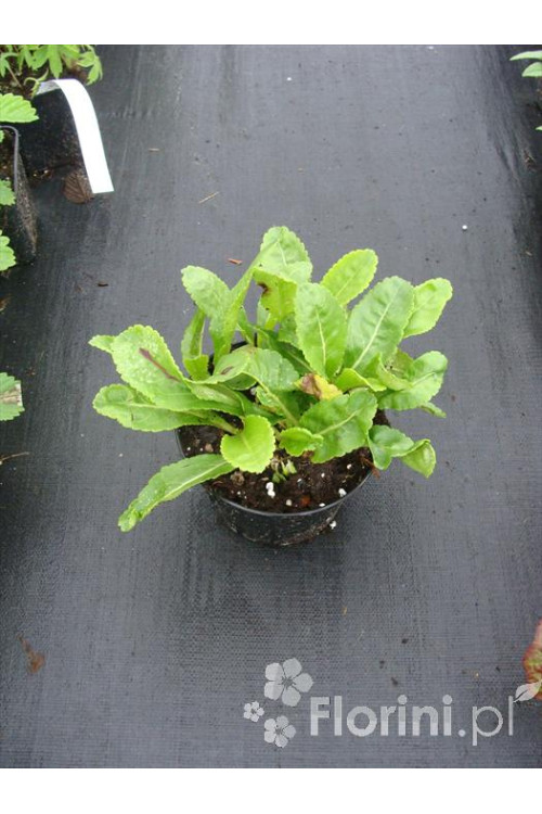 Wulfenia karyncka Wulfenia carinthiaca