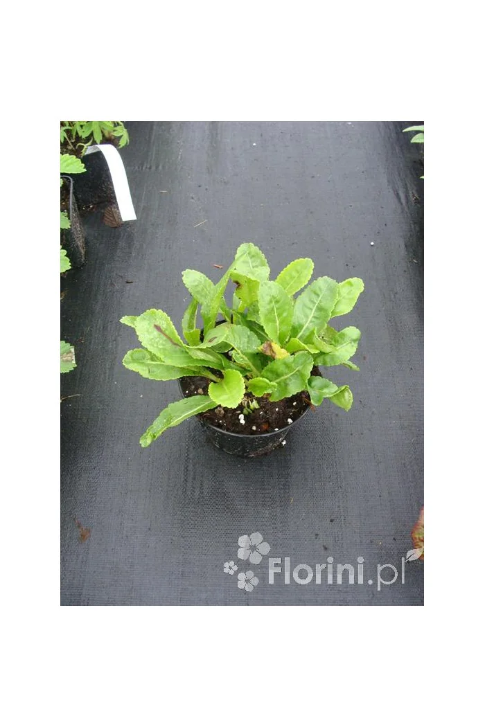 Wulfenia karyncka Wulfenia carinthiaca