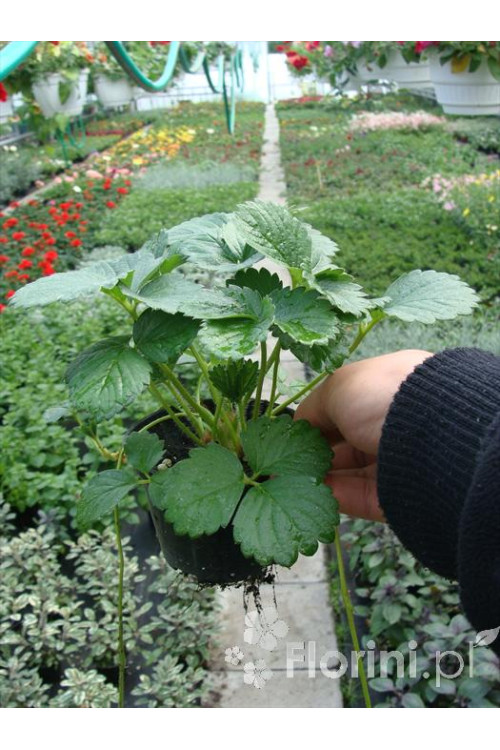 Truskawka pnąca, truskawka zwisająca, truskawka Elan