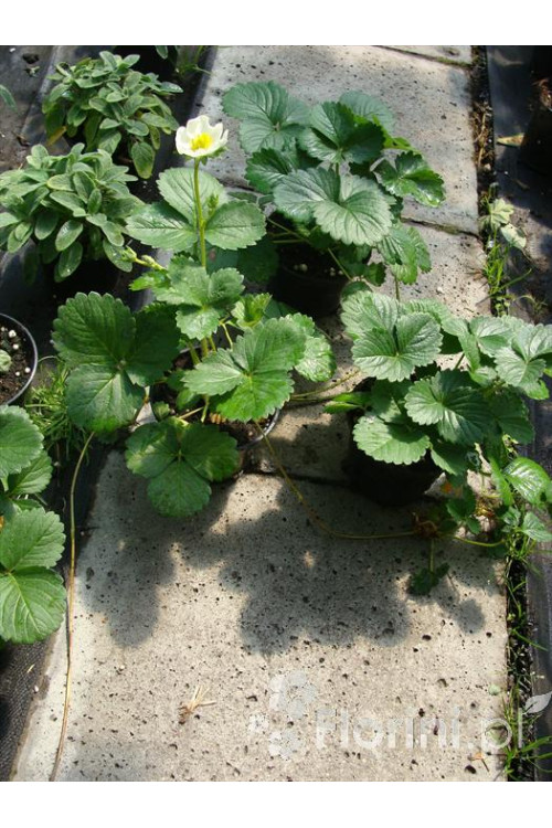 Truskawka pnąca, truskawka zwisająca, truskawka Toscana