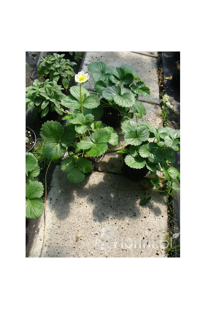 Truskawka pnąca, truskawka zwisająca, truskawka Toscana