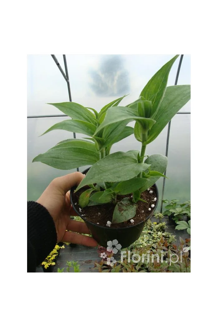 trójsklepka, trójsklepka Alba, Tricyrtis