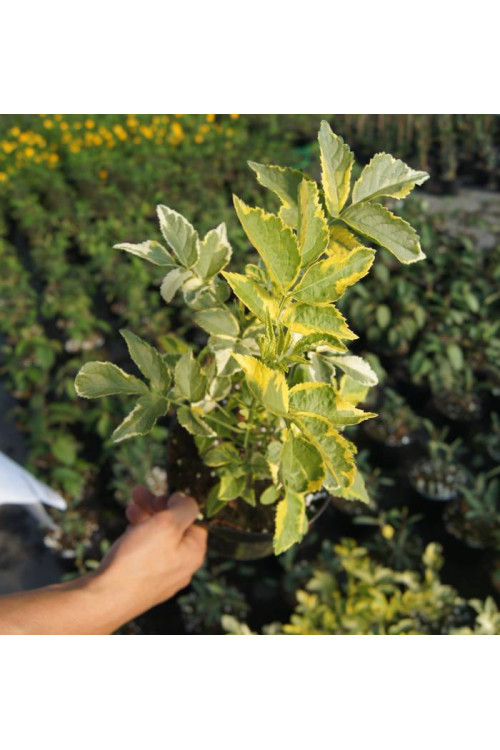 Bez czarny 'Madonna' Sambucus nigra