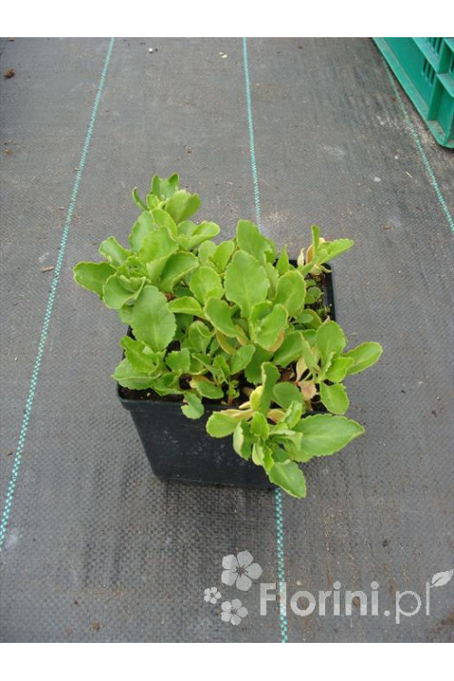 Chiastofil naprzeciwlistny Chiastophyllum oppositifolium