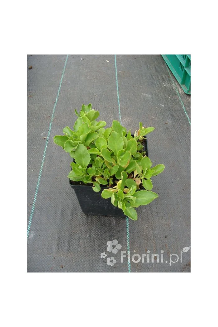 Chiastofil naprzeciwlistny Chiastophyllum oppositifolium