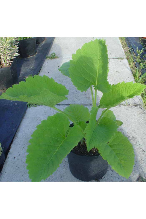 Oman wielki Inula helenium