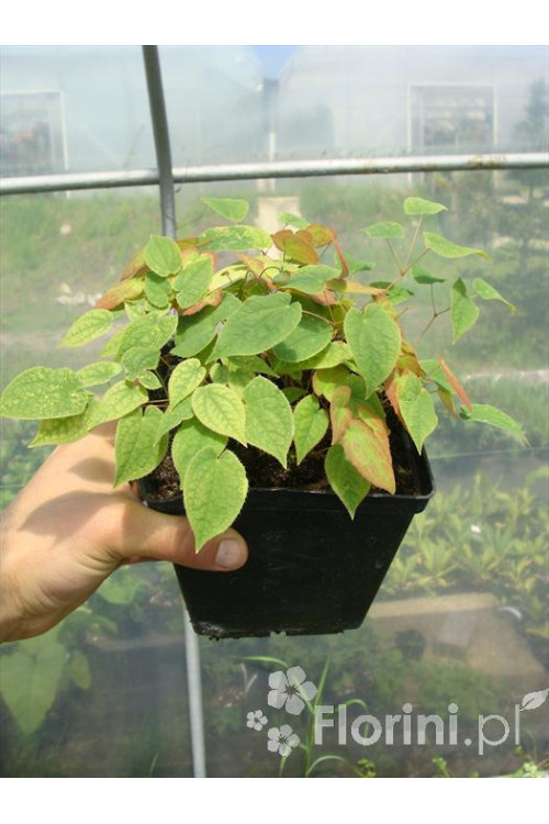 Epimedium 'Roseum' Epimedium youngianum