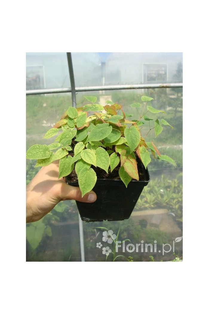 Epimedium 'Roseum' Epimedium youngianum