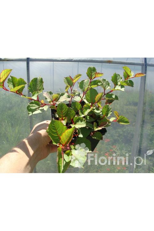 Rdestowiec ostrokończysty Reynoutria japonica