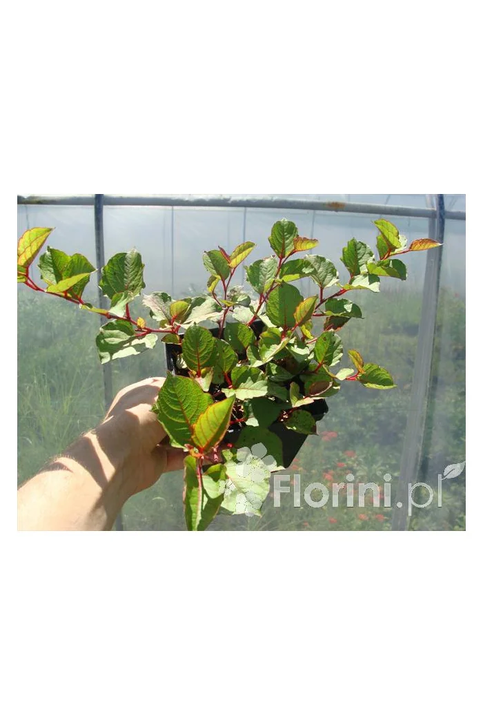 Rdestowiec ostrokończysty Reynoutria japonica