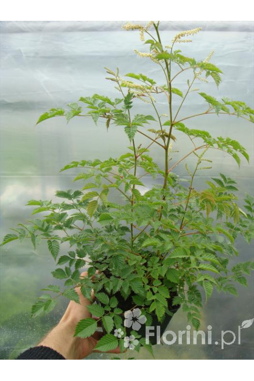 Parzydło leśne 'Zweiweltenkind' Aruncus sinensis