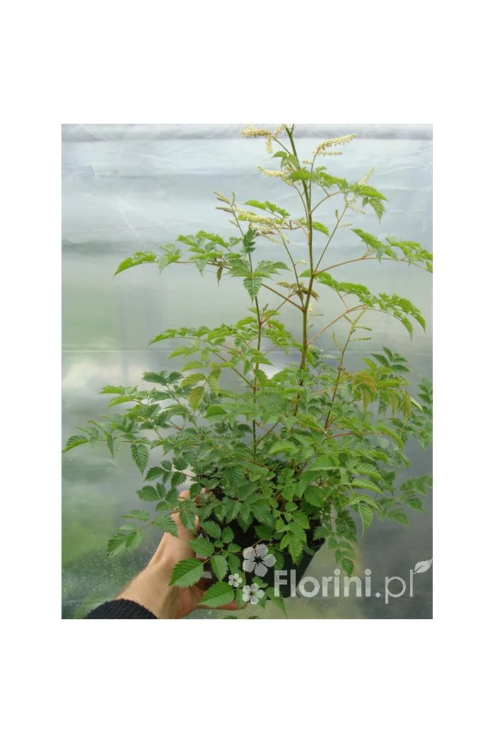 Parzydło leśne 'Zweiweltenkind' Aruncus sinensis