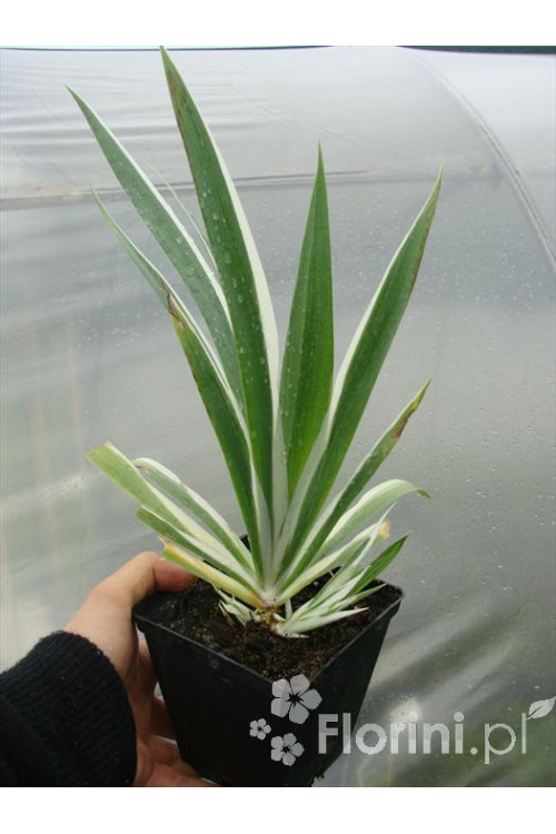 Miecznica szerokolistna 'Variegata' Sisyrynchium striatum