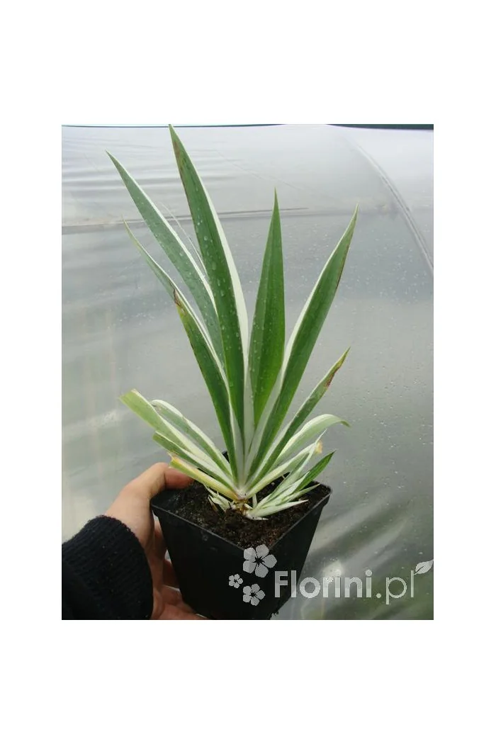 Miecznica szerokolistna 'Variegata' Sisyrynchium striatum