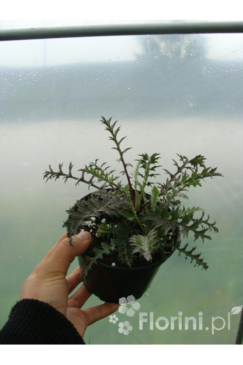 Dziewięćsił bezłodygowy Carlina acaulis