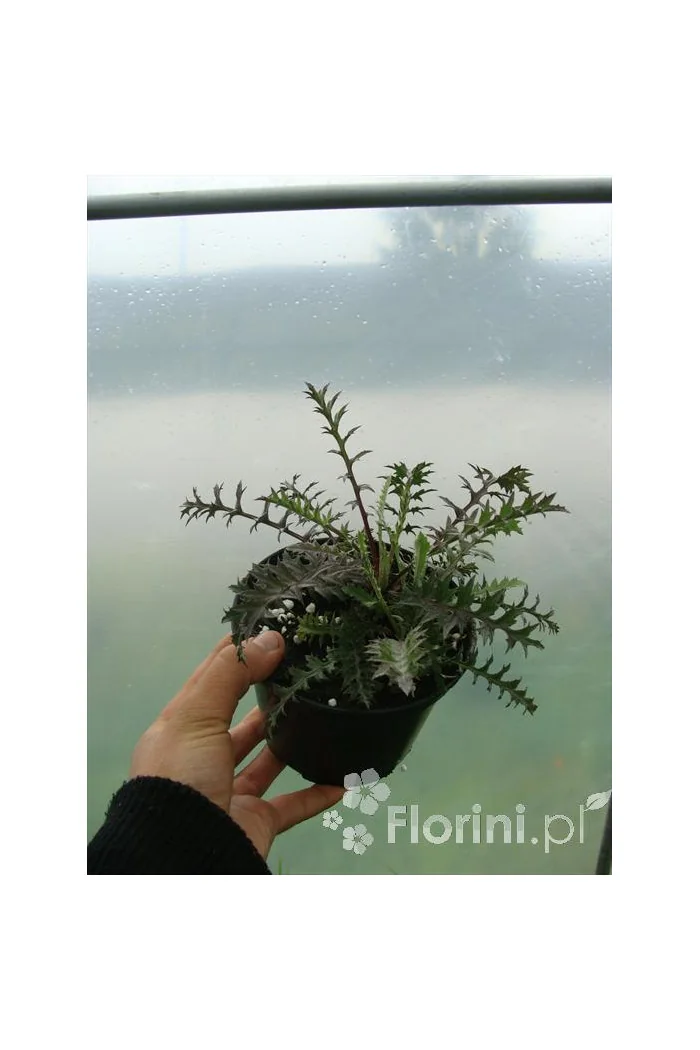 Dziewięćsił bezłodygowy Carlina acaulis