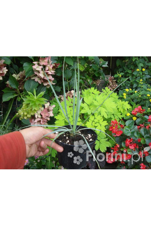 Juka Sapphire Skies Yucca rostrata