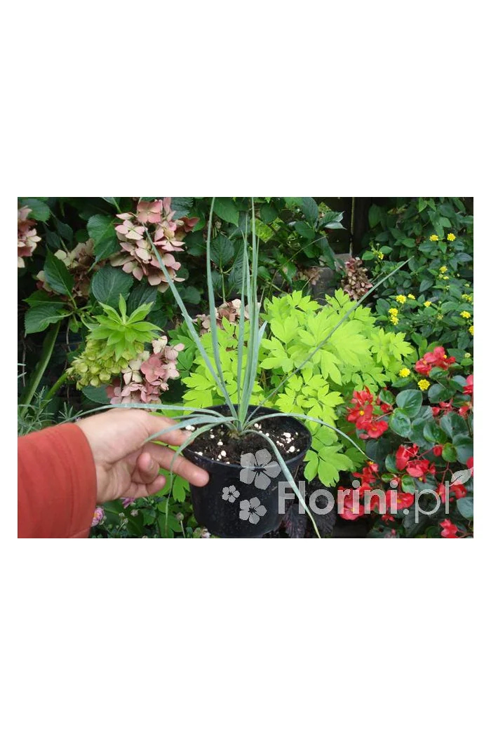 Juka Sapphire Skies Yucca rostrata