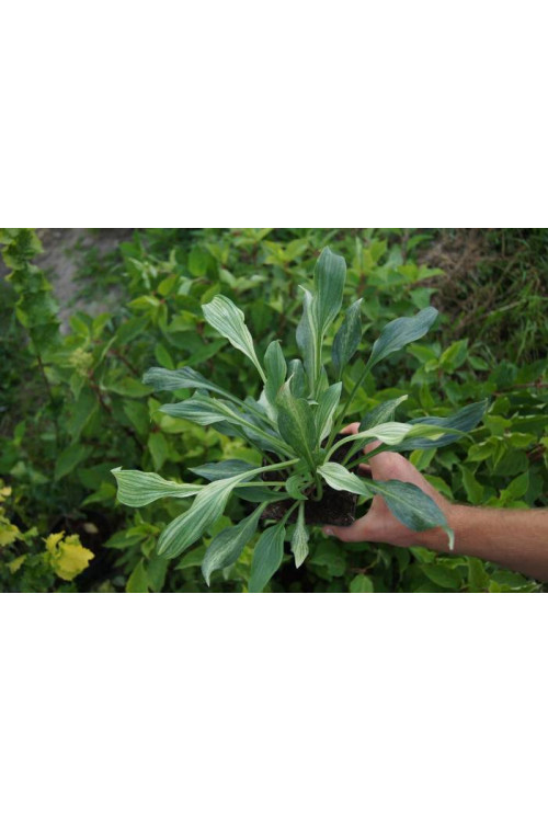 Funkia 'White Feather' | Hosta
