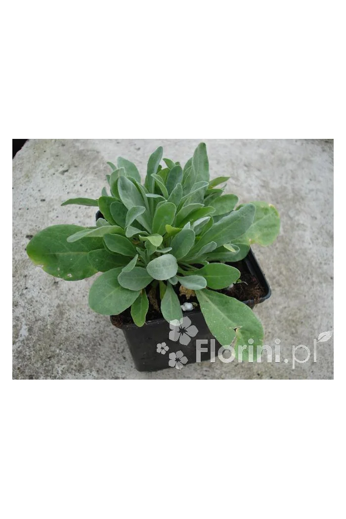 Smagliczka skalna 'Summit' | Aurinia saxatilis