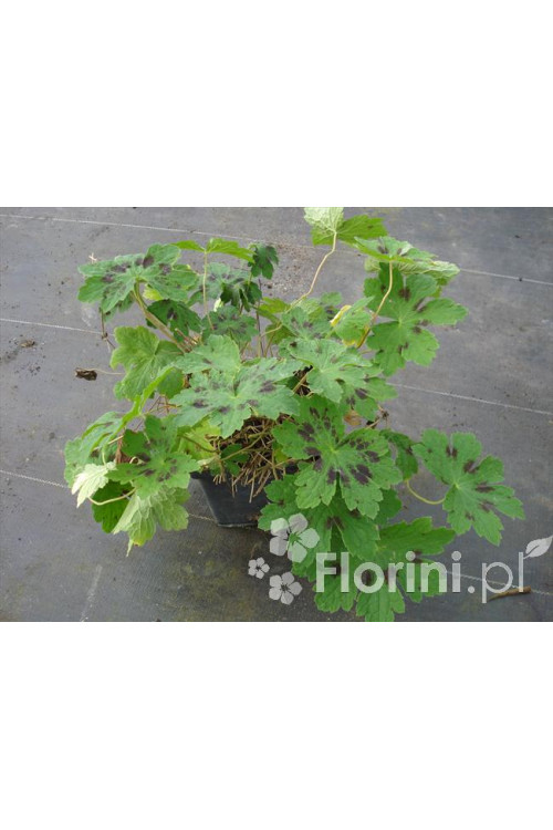 Bodziszek żałobny 'Samobor' | Geranium phaeum