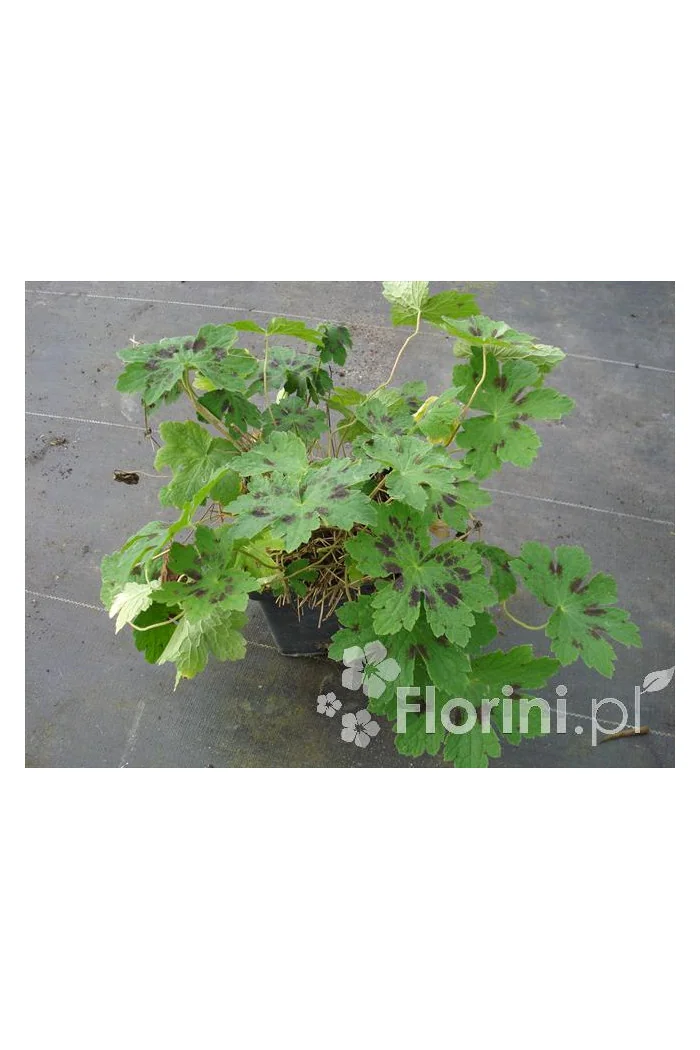 Bodziszek żałobny 'Samobor' | Geranium phaeum