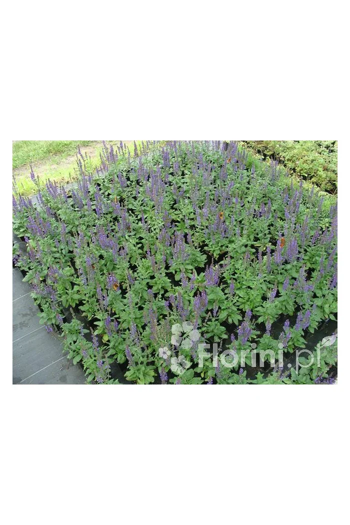 Szałwia omszona 'Merleau Blue' Salvia x superba