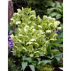 Ciemiernik korsykański Helleborus argutifolius