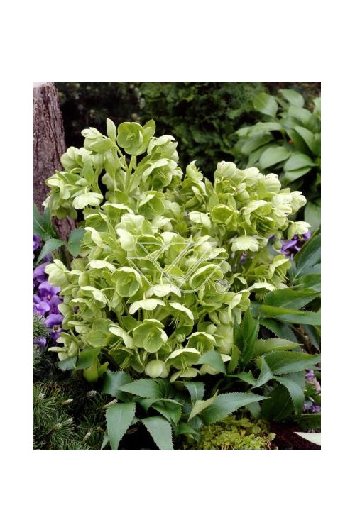 Ciemiernik korsykański Helleborus argutifolius