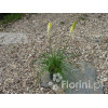 Trytoma groniasta 'Little Maid' Kniphofia uvaria