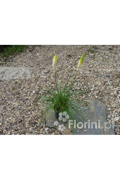 Trytoma groniasta 'Little Maid' Kniphofia uvaria