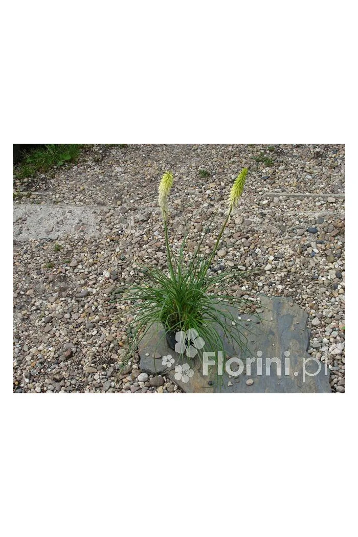 Trytoma groniasta 'Little Maid' Kniphofia uvaria