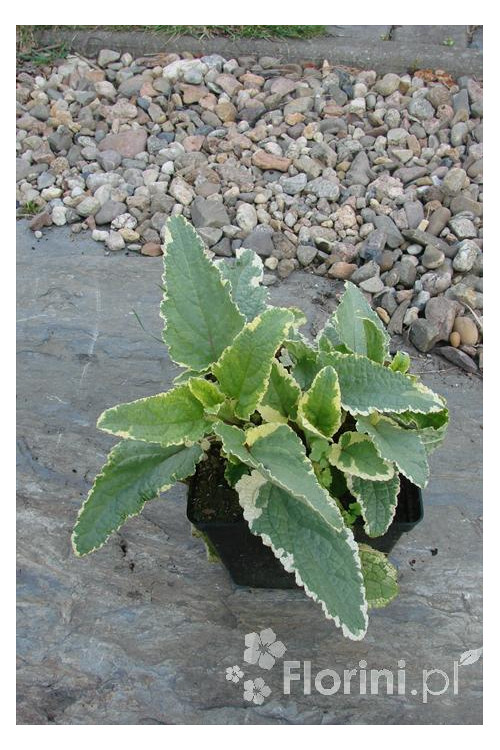 trędownik, Scrophularia