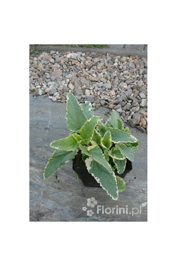 trędownik, Scrophularia