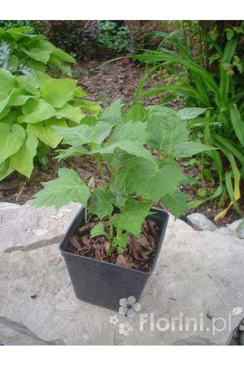 Kirengeszoma | Kirengeshoma