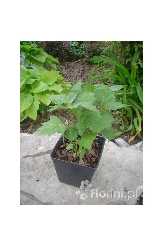 Kirengeszoma | Kirengeshoma