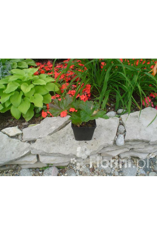 Tarczownica | Peltiphyllum peltatum