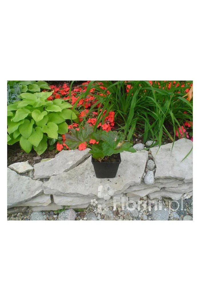 Tarczownica | Peltiphyllum peltatum