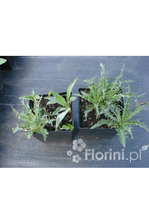 Ostrożeń łąkowy 'Atropurpureum' Cirsium rivulare
