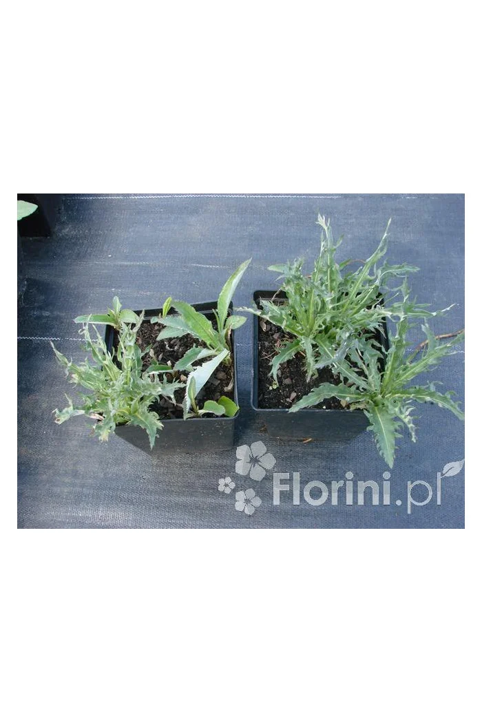 Ostrożeń łąkowy 'Atropurpureum' Cirsium rivulare