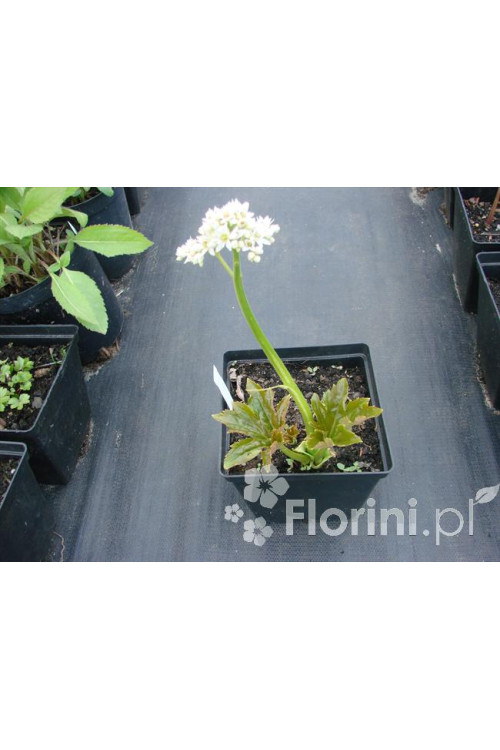 Mukdenia Rossa Aceriphyllum rossi