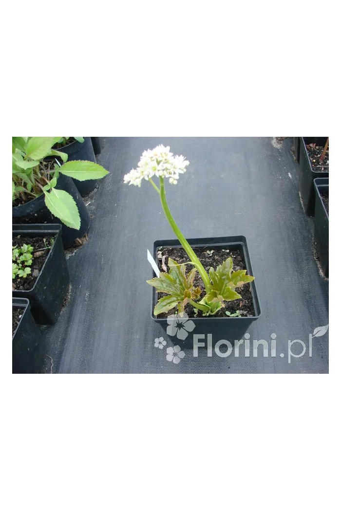 Mukdenia Rossa Aceriphyllum rossi